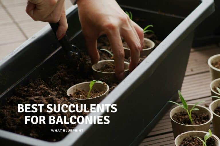 Best Succulents For Balconies