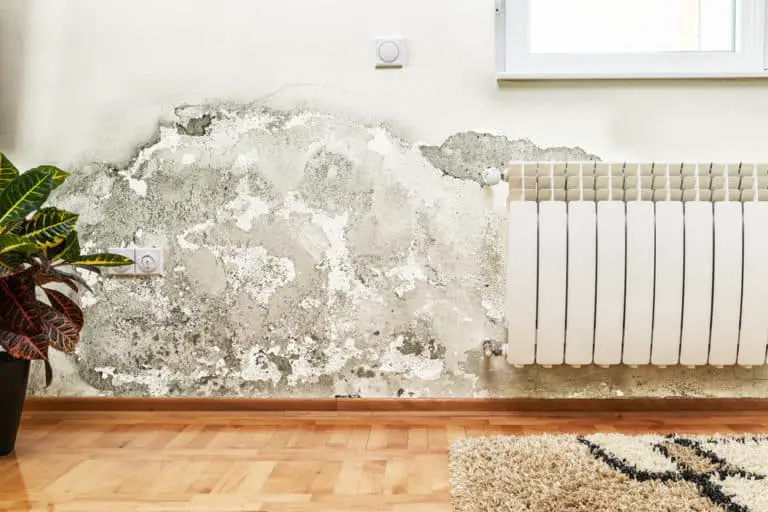 What Happens If You Leave Rising Damp?