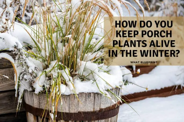 How Do You Keep Porch Plants Alive In The Winter?
