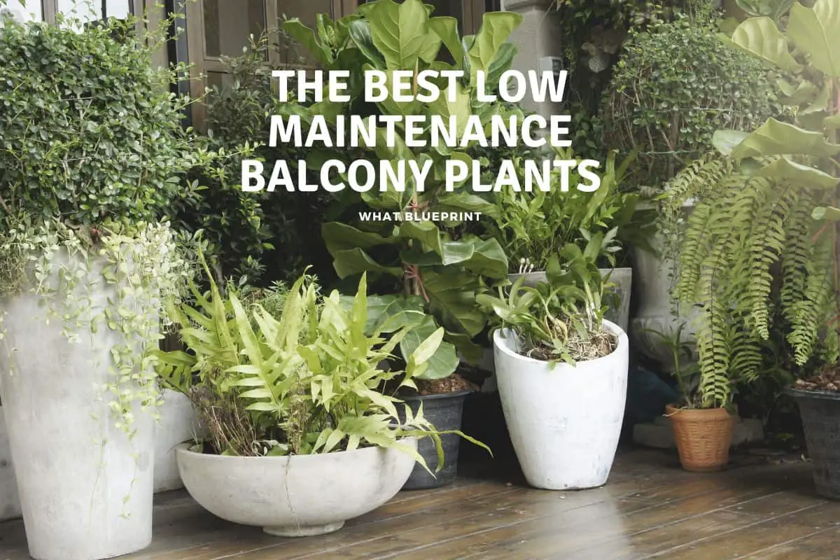 The Best Low Maintenance Balcony Plants