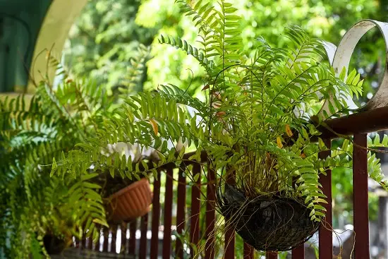 Low Maintenance Plants for Decks