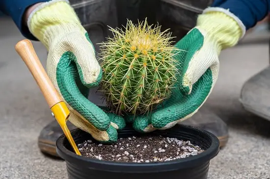 The Best Low Maintenance Balcony Plants