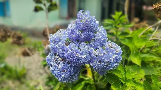 The 10 Best Tall Plants For Balconies