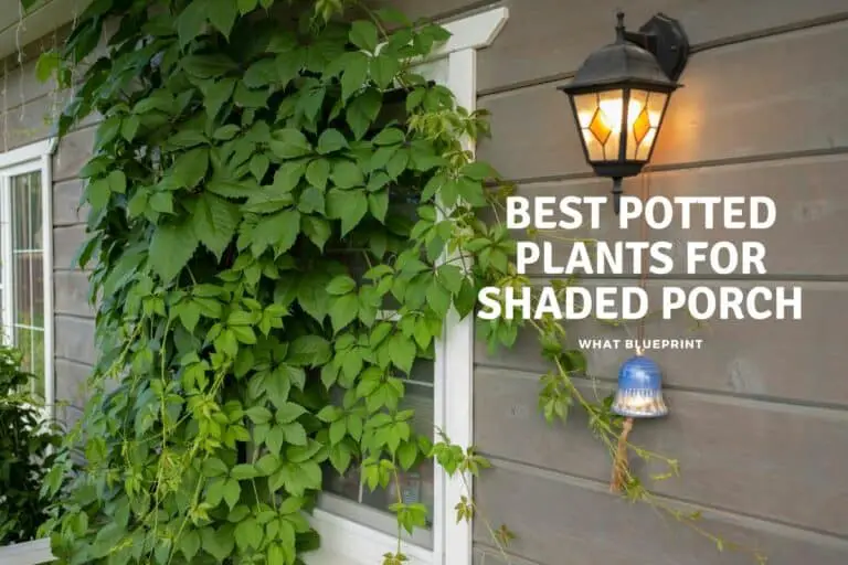 Best Potted Plants For Shaded Porch