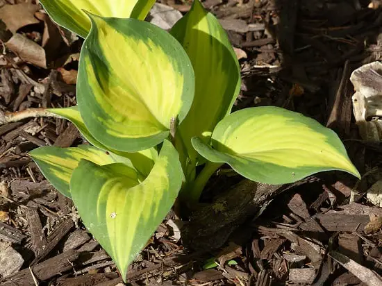 Best Potted Plants For Shaded Porch