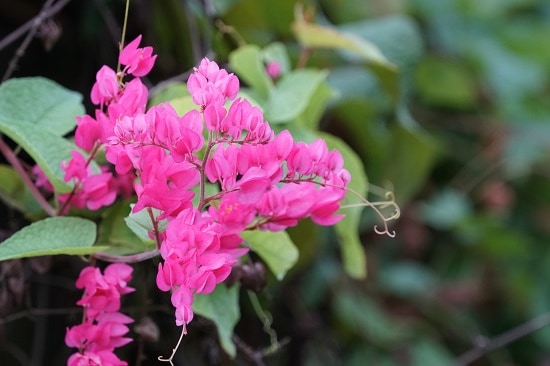 Best Potted Plants For Shaded Porch