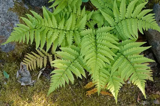 Best Potted Plants For Shaded Porch