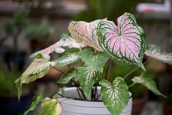 Best Potted Plants For Shaded Porch