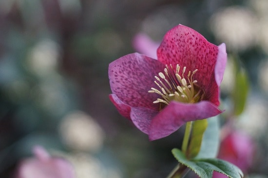 Best Potted Plants For Shaded Porch