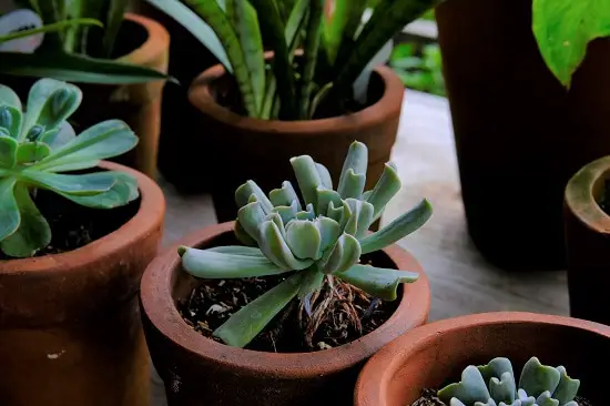 Best Succulents For Balconies