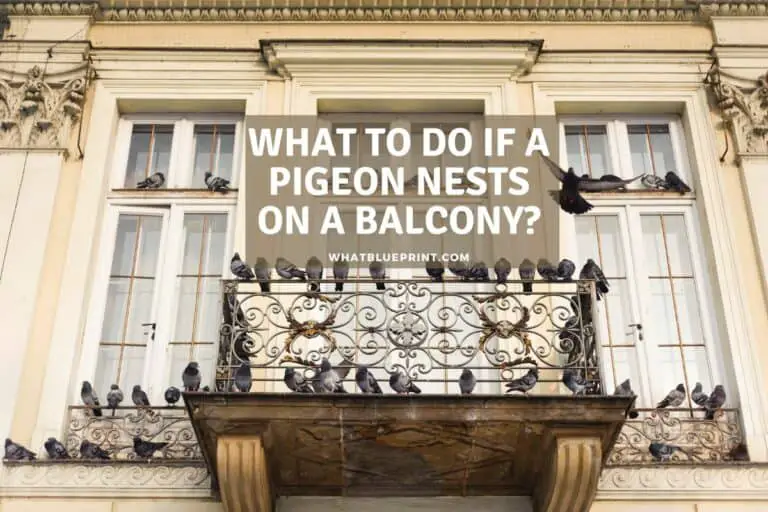 What To Do If A Pigeon Nests On A Balcony?