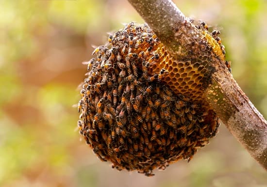 How to Remove a Beehive From a Balcony