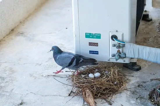 What To Do If A Pigeon Nests On A Balcony