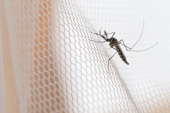 Mosquito Netting For Balconies