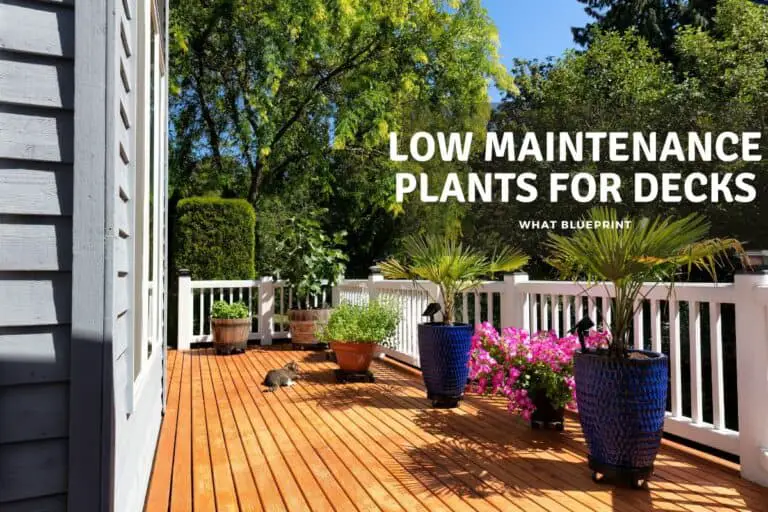 Low Maintenance Plants for Decks