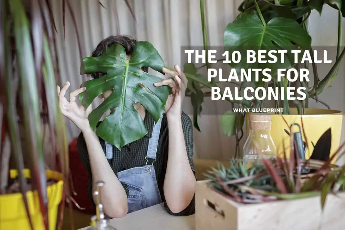 The 10 Best Tall Plants For Balconies