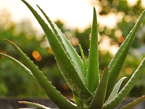 The Best Low Maintenance Balcony Plants